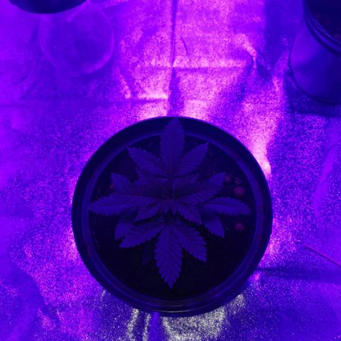 WW  growlog timeline photo