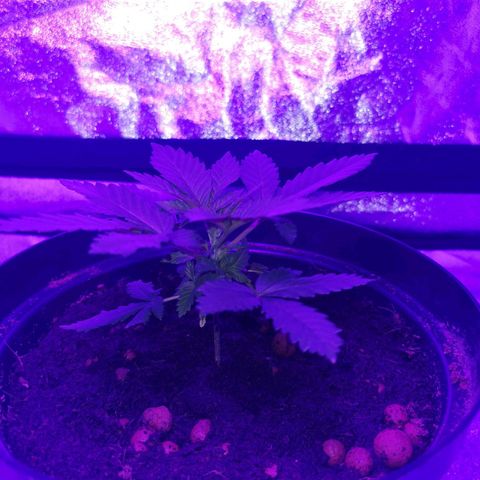 WW  growlog timeline photo