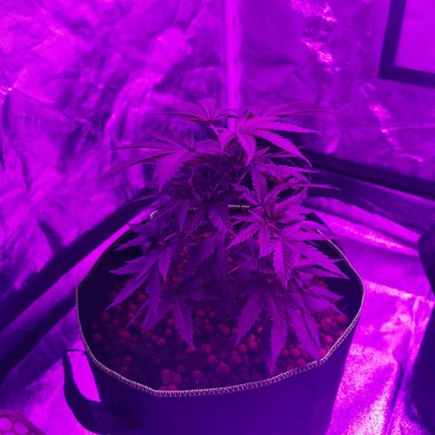 A-A growlog timeline photo