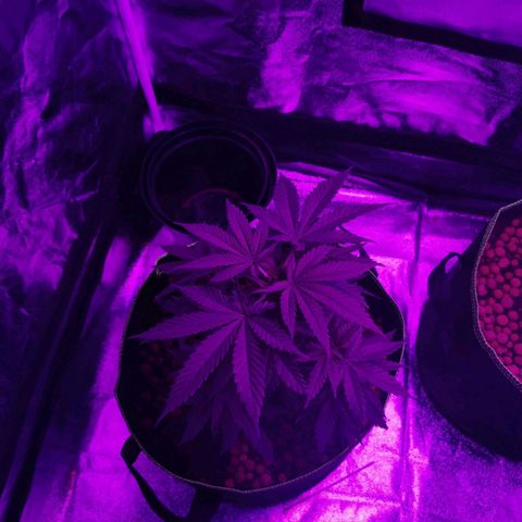 A-A growlog timeline photo