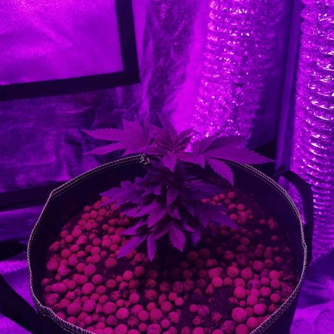 WW  growlog timeline photo