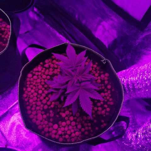 WW  growlog timeline photo