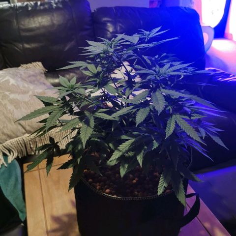 A-A growlog timeline photo