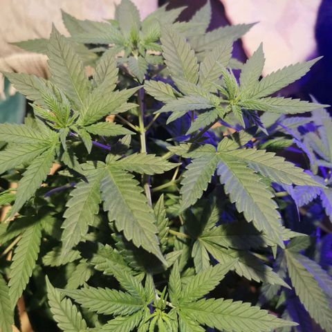 A-A growlog timeline photo