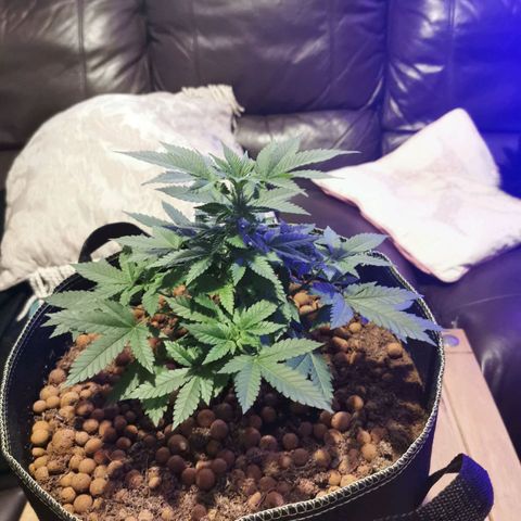 WW  growlog timeline photo