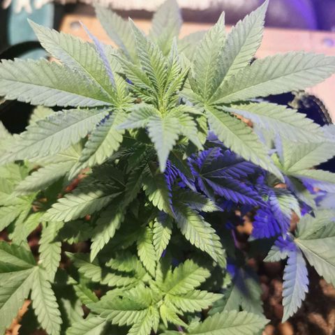 WW  growlog timeline photo