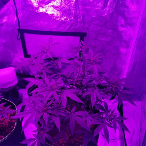A-A growlog timeline photo
