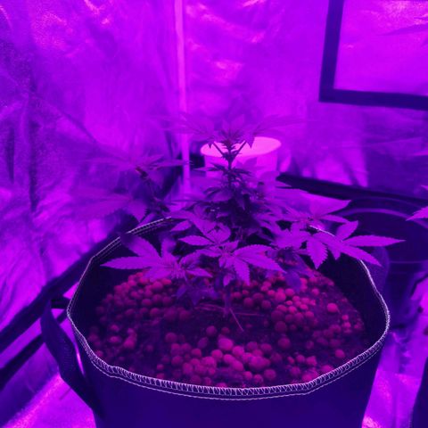 WW  growlog timeline photo