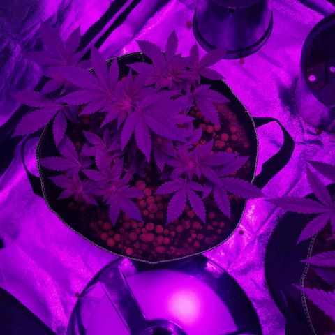WW  growlog timeline photo
