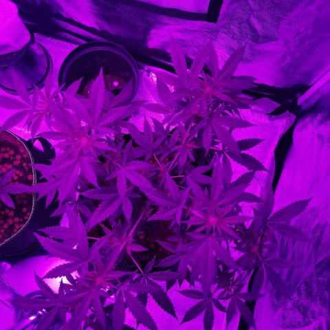 A-A growlog timeline photo