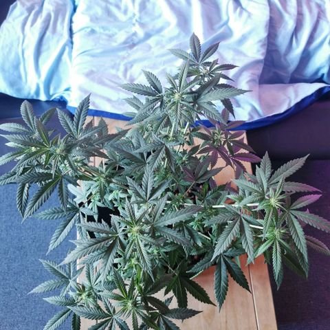 A-A growlog timeline photo