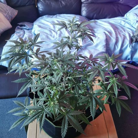 A-A growlog timeline photo