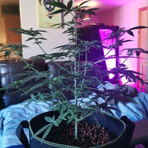A-A growlog timeline photo
