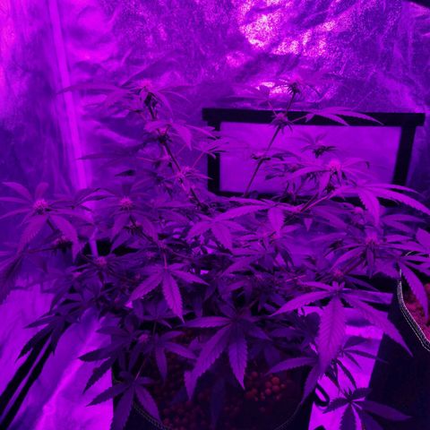 A-A growlog timeline photo