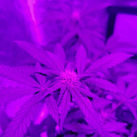 A-A growlog timeline photo