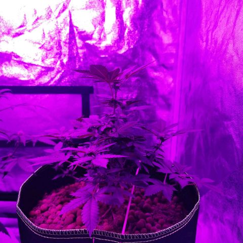 WW  growlog timeline photo
