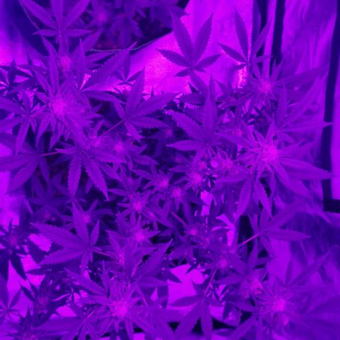 A-A growlog timeline photo