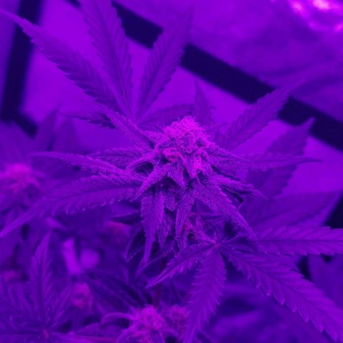 A-A growlog timeline photo