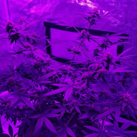 A-A growlog timeline photo