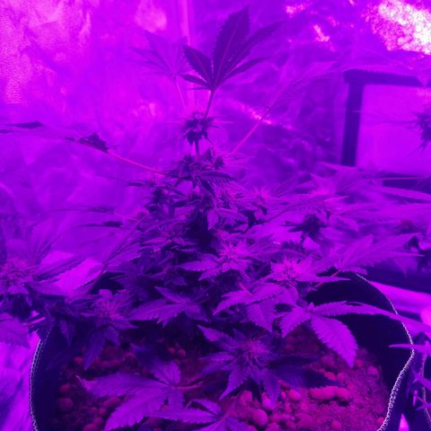 WW  growlog timeline photo