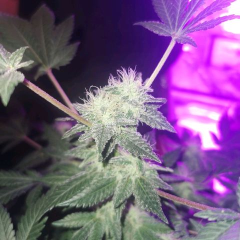 WW  growlog timeline photo