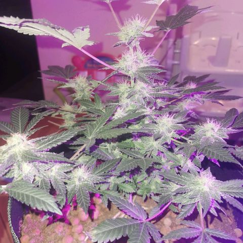 WW  growlog timeline photo