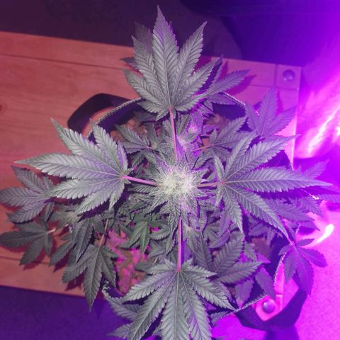 WW  growlog timeline photo