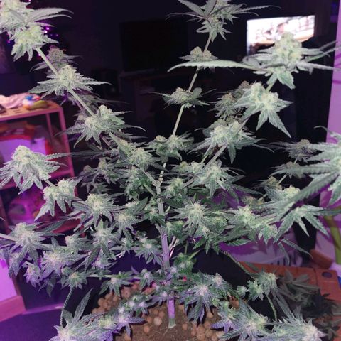A-A growlog timeline photo