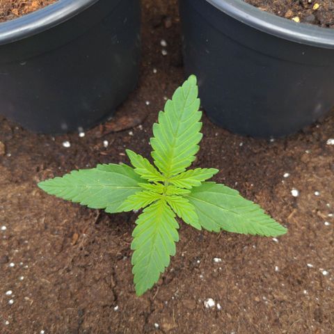 NL1 growlog timeline photo