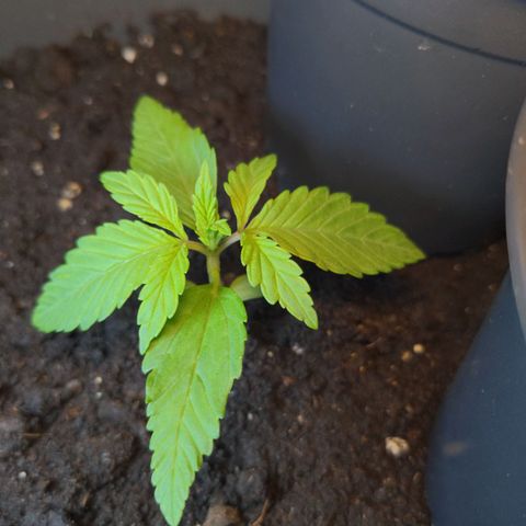 NL1 growlog timeline photo