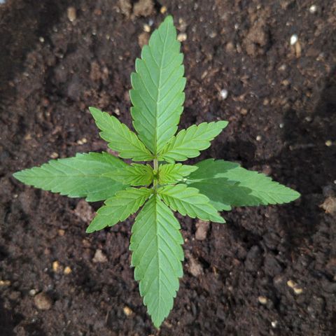 NL1 growlog timeline photo