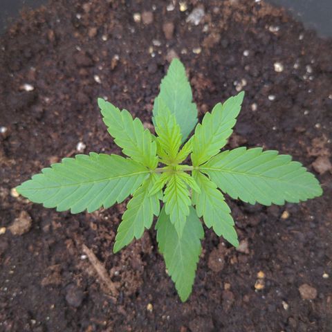 NL1 growlog timeline photo