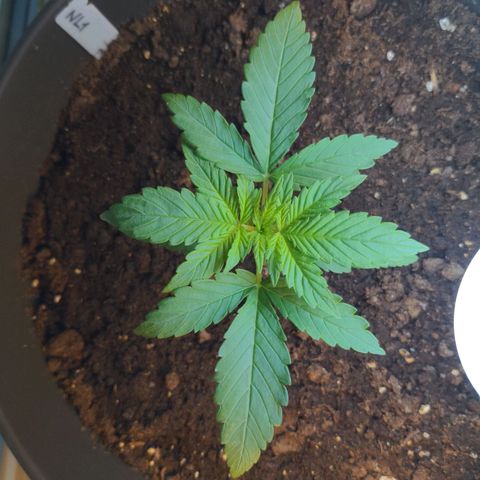NL1 growlog timeline photo