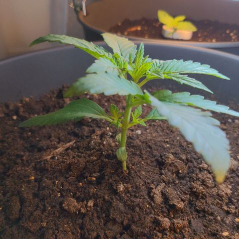 NL1 growlog timeline photo