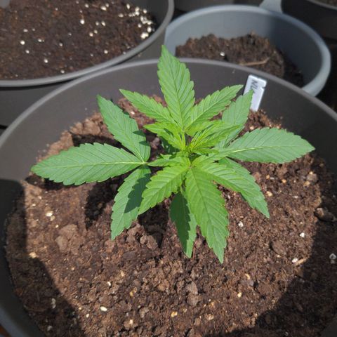 NL1 growlog timeline photo