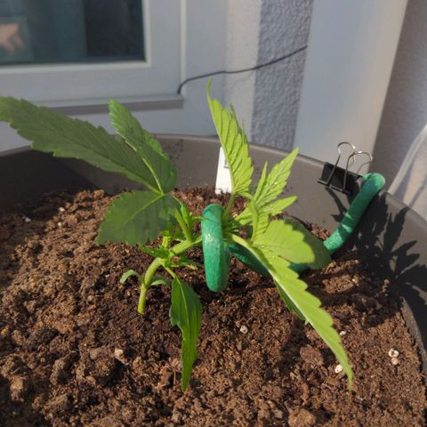 NL1 growlog timeline photo