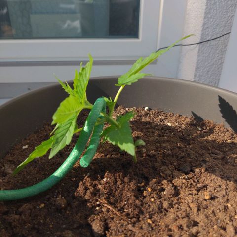 NL1 growlog timeline photo