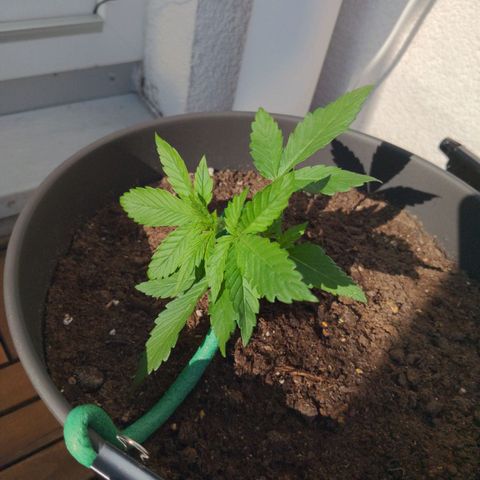 NL1 growlog timeline photo