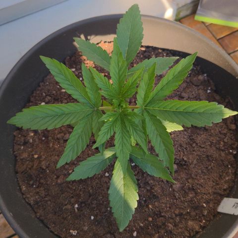NL1 growlog timeline photo