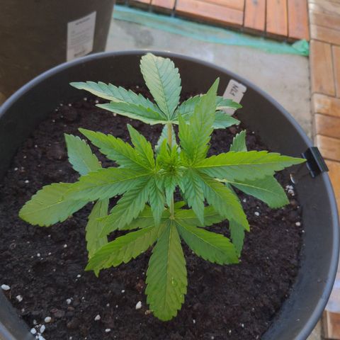 NL1 growlog timeline photo