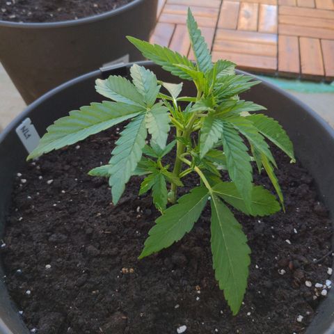 NL1 growlog timeline photo