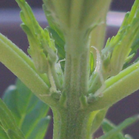 NL1 growlog timeline photo