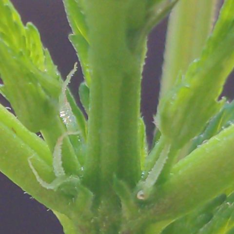 NL1 growlog timeline photo
