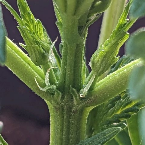 NL1 growlog timeline photo