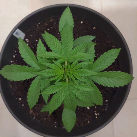 NL1 growlog timeline photo