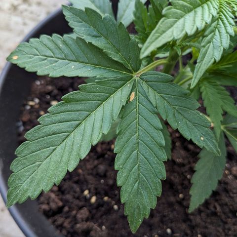 NL1 growlog timeline photo