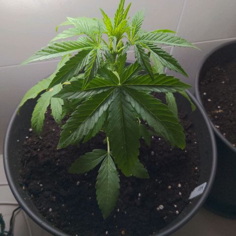 NL1 growlog timeline photo
