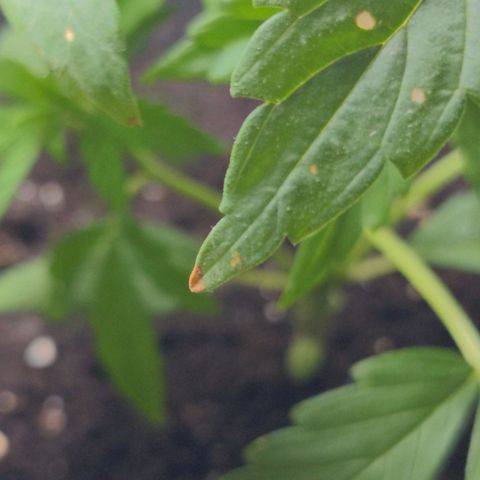 NL1 growlog timeline photo