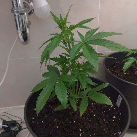 NL1 growlog timeline photo