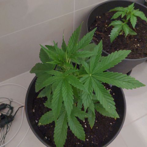 NL1 growlog timeline photo